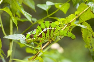 Leopard Chameleon