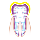 zdravý zub