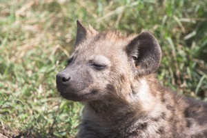 Hyena má rekordní klitoris!